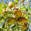 Argan fruits ready for harvesting