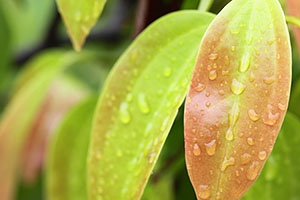 Cinnamon leaf essential oil