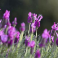 French Lavender essential oil